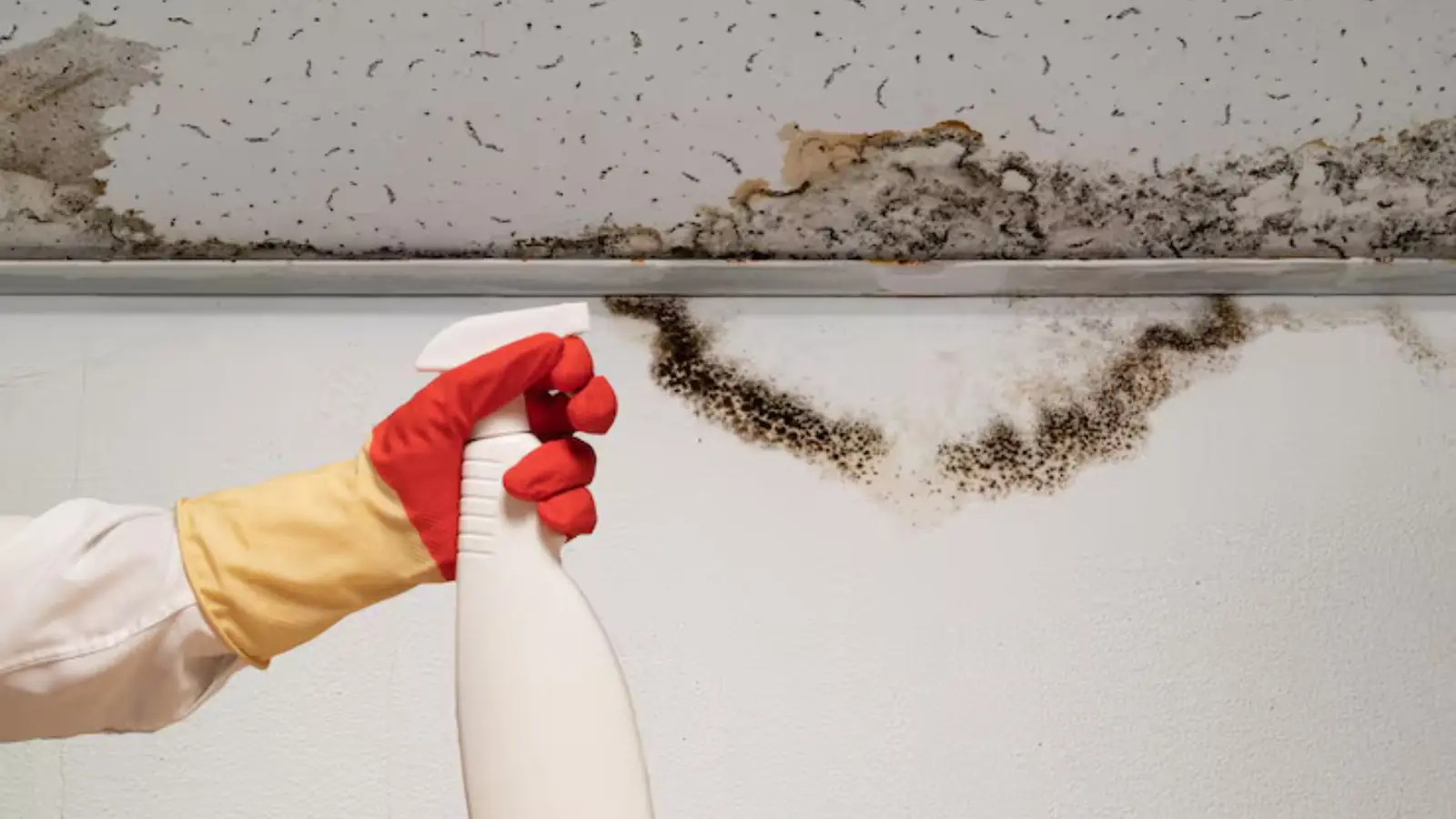Mold along the line where a wall meets the ceiling, with a gloved hand holding a spray bottle